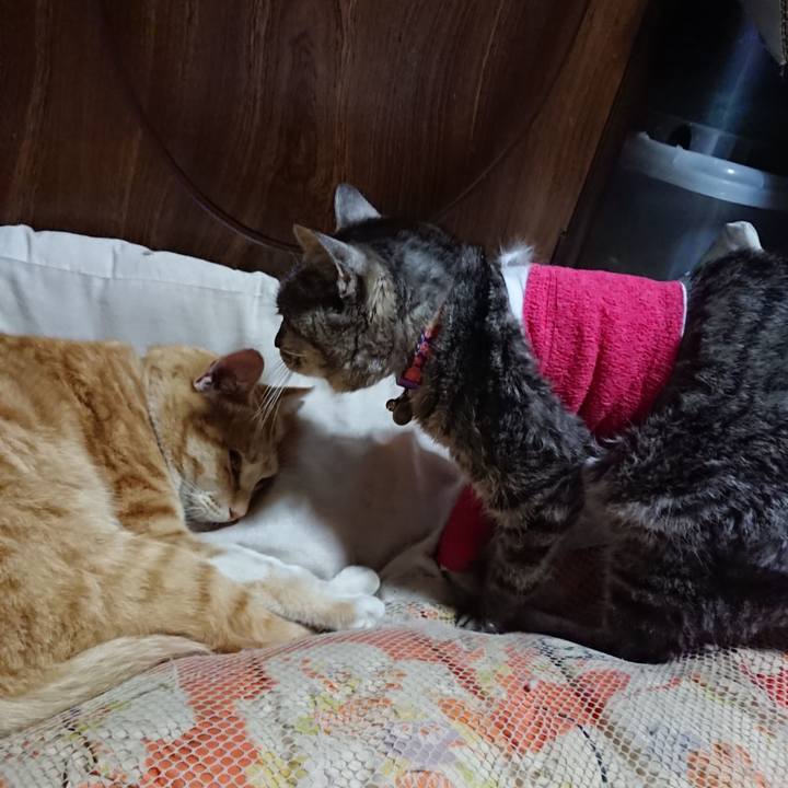 Eef8fa75 a6aa 4b90 a9f8 30a64d8f8817 1586693370688