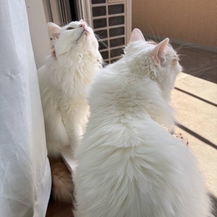 Eefbaafa e1d7 430c b527 bdd6c6f58973 1775875189434