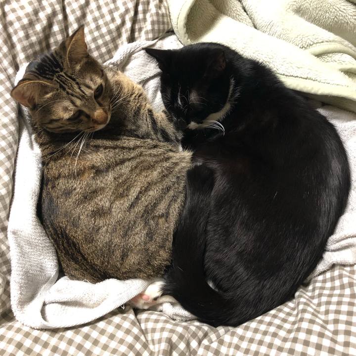 Eefd97df 7b6d 4f05 92d5 77e25a189d4e 1543465914283