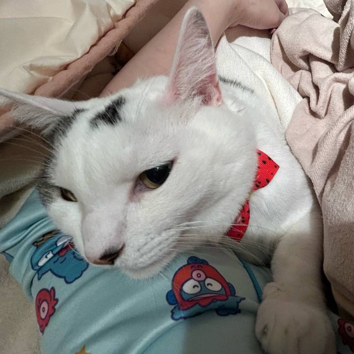 Eeff1bc5 96a6 43fa b737 0a29ba96a74e 1761666360108