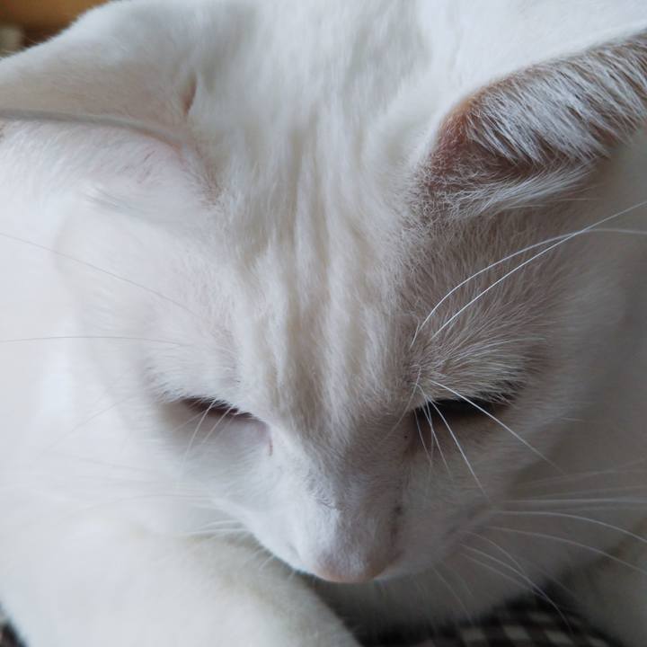 Ef009460 843b 43ec b642 0799b1c14cda 1542682027216