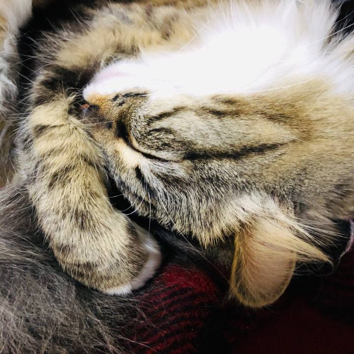 Ef00c921 a398 4054 a28a a0b4566c7831 1550815646264