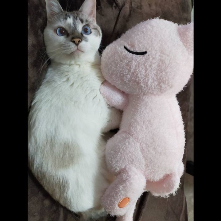 Ef049bd6 039d 4911 8fbd af2bf6106f46 1598055970387