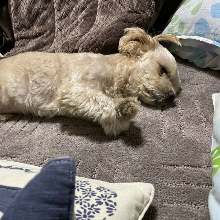 Ef04cdbb 38a7 4c24 8bd7 10d8c7355c8b 1605483554916