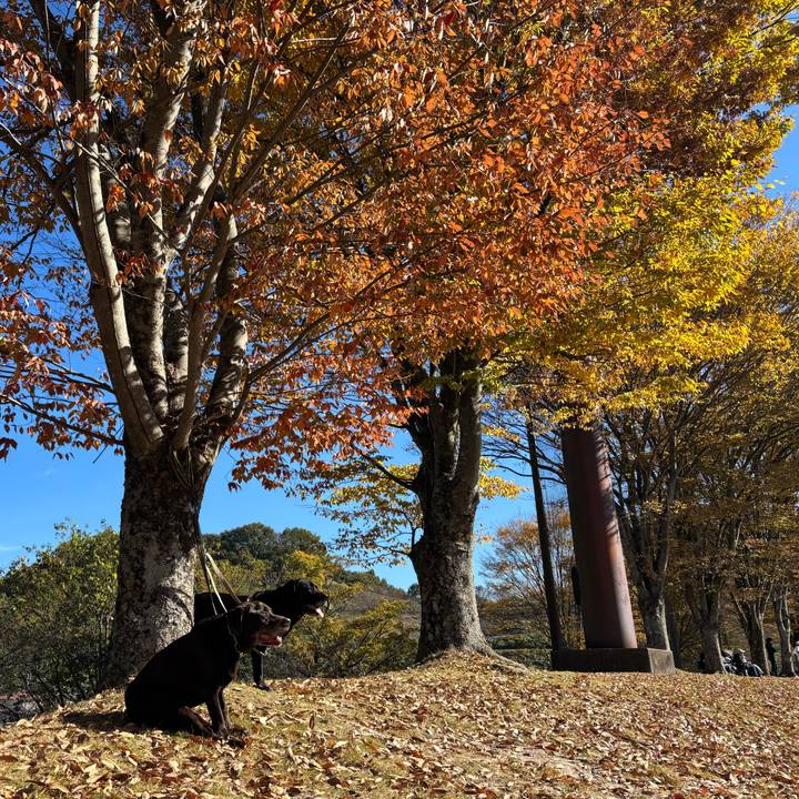 Ef06260d 240e 4f2b a7fc a33b0c1d8ec5 1763206532114