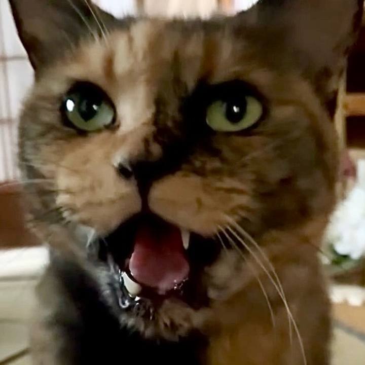 Ef06a016 334f 4f84 81b9 a9caef8153d2 1753965647379