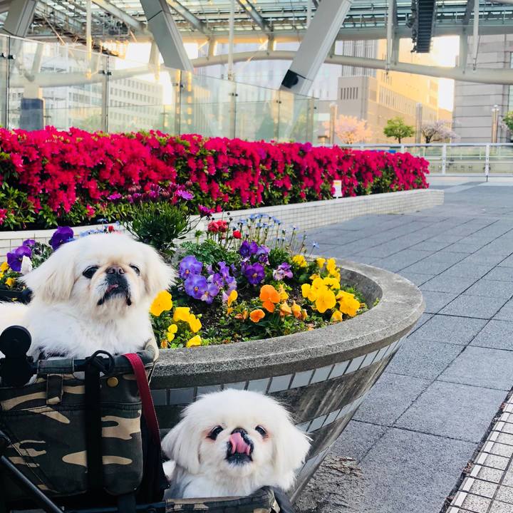 Ef080dff cd15 4dcb 842e 16cd0f3435f9 1587771803838