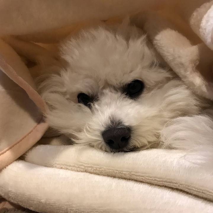 Ef0992d0 4f5e 4344 81dc d57db318222d 1579244210465