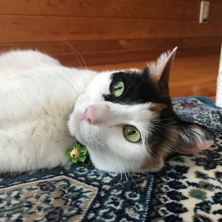 Ef0bc502 8c8b 4c10 98ed ba6067bd6bb0 1528015024932