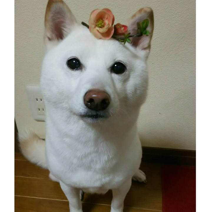 Ef0f800e 50f4 447c b6df 6f39e47c41d2 1584612901903