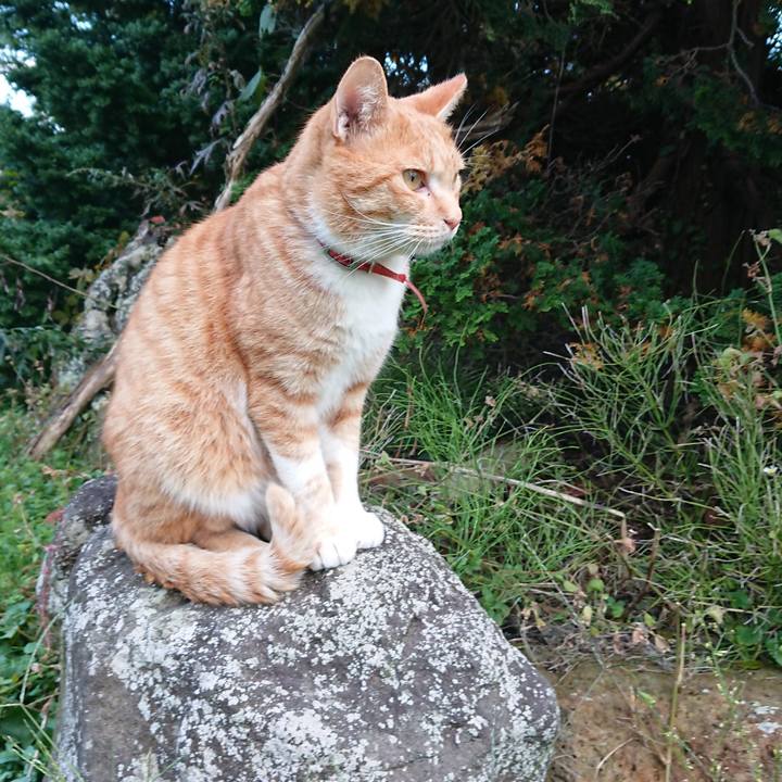 Ef11f600 8249 463b 95a4 d8e034a1394e 1572160604047