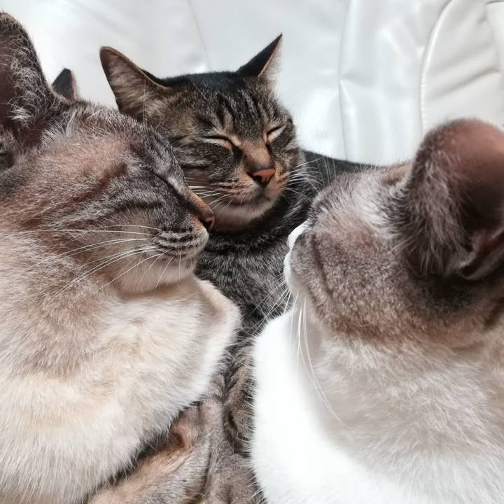 Ef1fbbd3 8f3a 4e66 98cc dc2fdf4cf43f 1574335177226