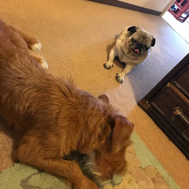 Ef1fd891 66ab 415a 8567 8519ef111805 1534228078189