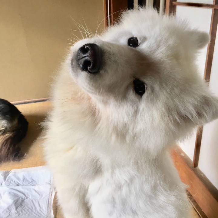 Ef20553f bb5e 4e4e ab46 ffc26f3d34a7 1543968604127