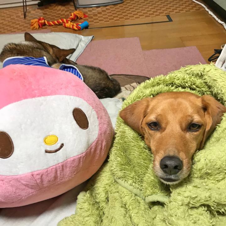 Ef211545 5cad 4ca6 ac1e 24e5c95849b3 1517567494812