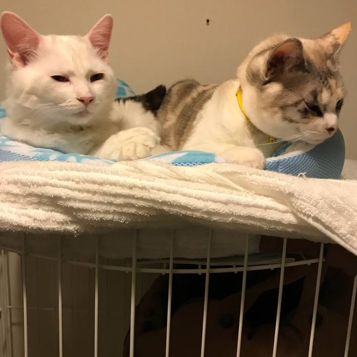 Ef22924a a3e7 4255 af79 a8697eb5bd7a 1516191980140