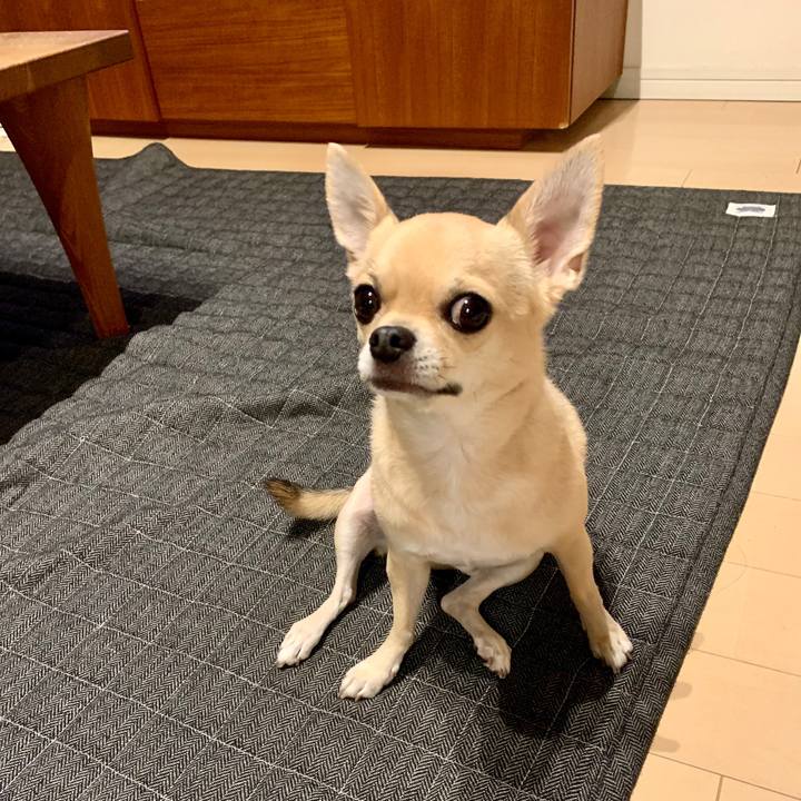 Ef2f2efa aa7c 4f11 8ea4 40c159302c28 1571648084543