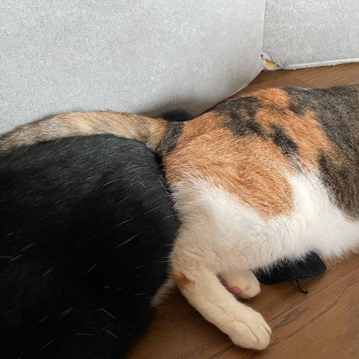 Ef30a03a 26dc 4a86 a9d8 de2c1ec2cd74 1688166411285