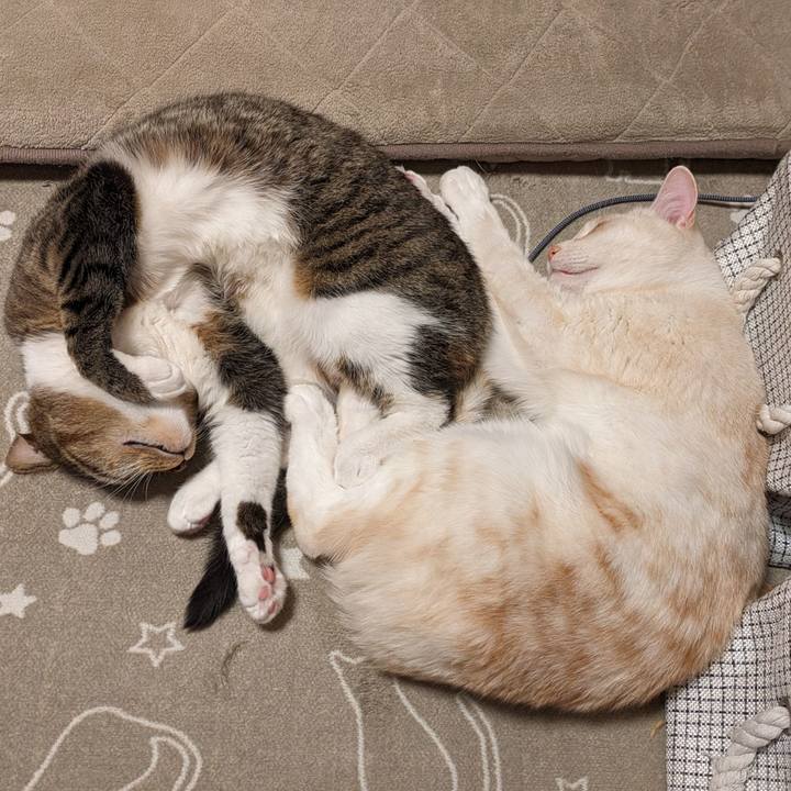 Ef36ca7c cff9 452b ab99 3678225d6cf3 1706709661772