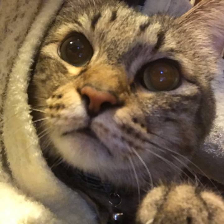 Ef37ad38 1af9 4a2d ba9f bb82c8cb7469 1543037555801