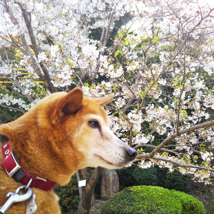 Ef38b733 3f27 432e b196 d44cba842bea 1586562922773