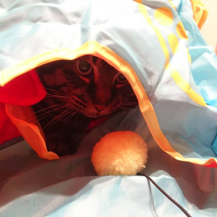 Ef39a3ed b0f6 4d93 bbce 3661309938b2 1519555012914