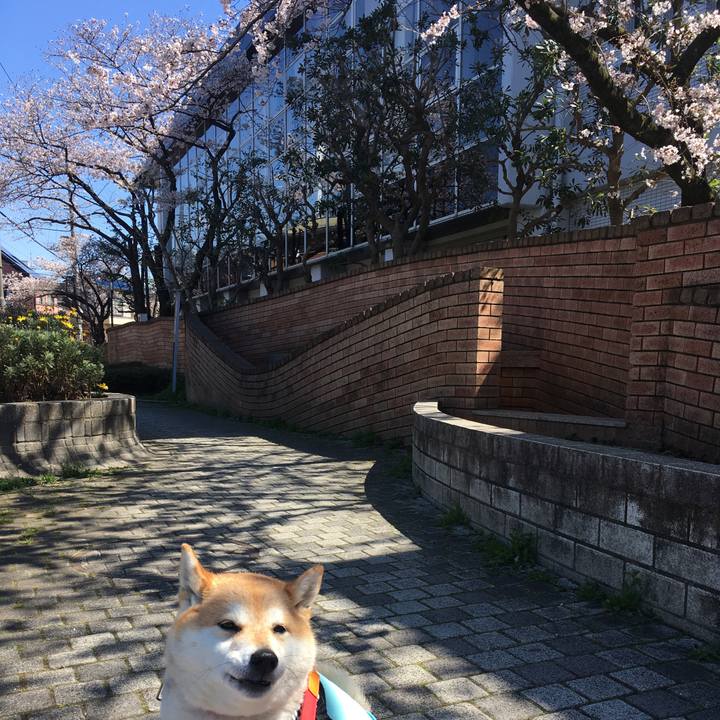 Ef3d2f67 968e 46b2 aa16 4db7c27f3d6f 1585019030804