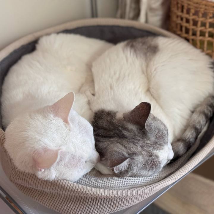 Ef3fd0cc cb16 4410 8f4d 5285ab7b0fcb 1767786585615