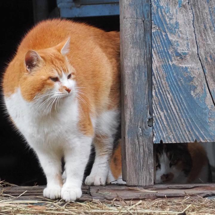 Ef41216a 0d71 4f10 9dde a8febea8b20a 1767006334365