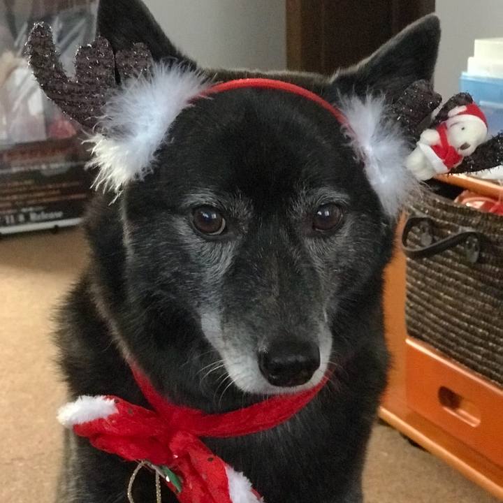 Ef4185fc dce0 43bf b8c1 4f21f38c7340 1514074168917