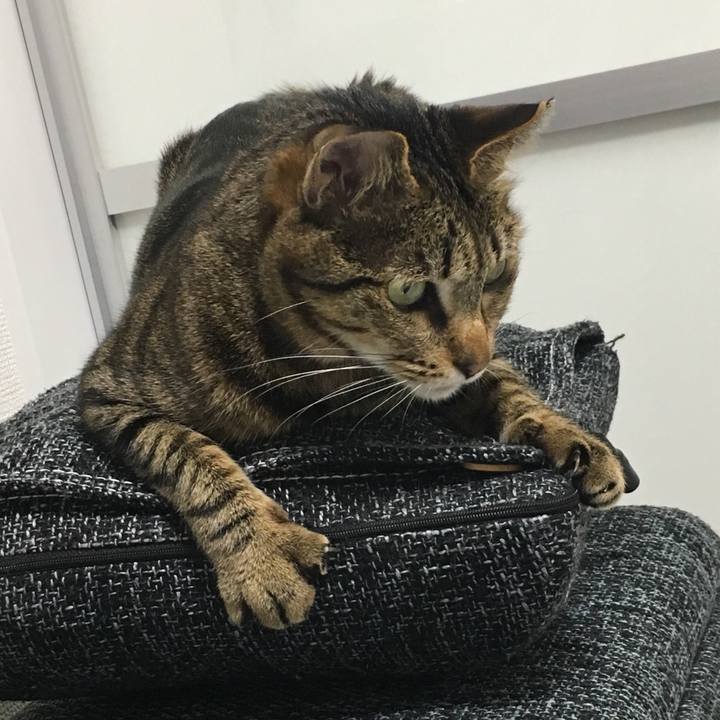 Ef45d0e7 94db 4afc a5f0 eec244efb383 1556453594577