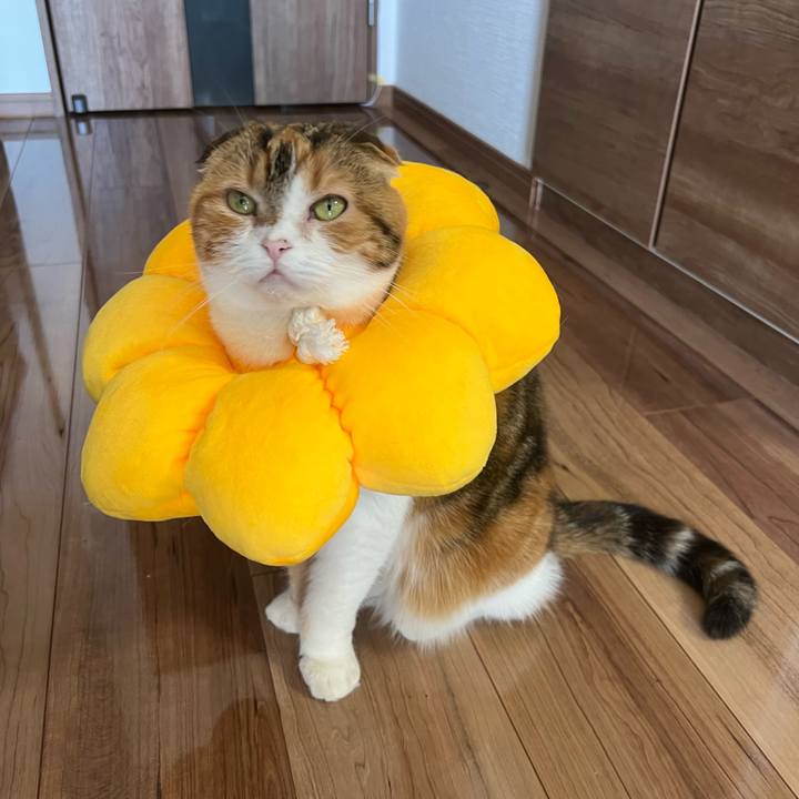 Ef460d66 85d7 4794 90b7 08465433258b 1646538631101