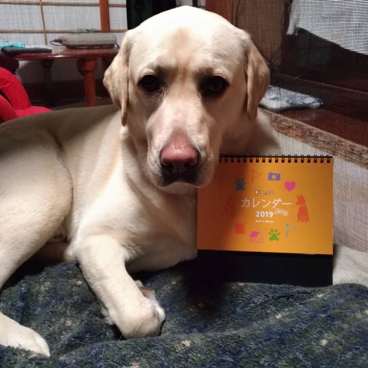 Ef4b0843 8f58 41c8 92bc 7a6dc7658d87 1553775179714