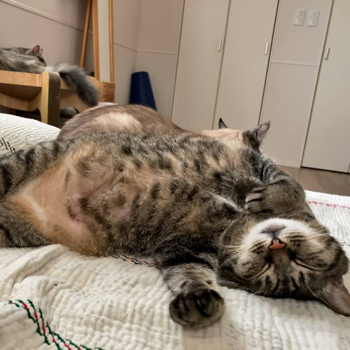 Ef4b7b55 c747 4445 880c 86918dafccc5 1719126596351