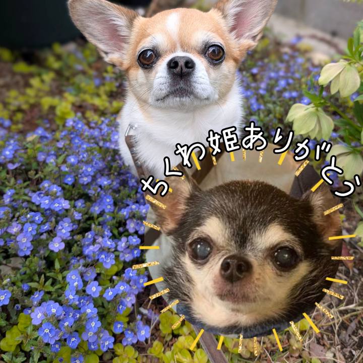 Ef4cb91d f4d0 47ab aced 8ce34fa322f6 1744381726871