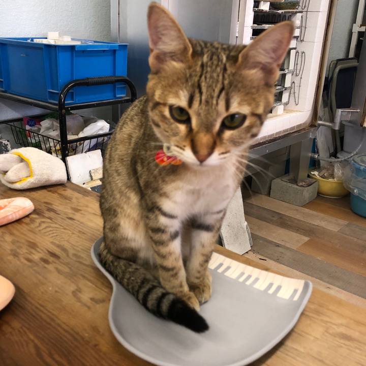 Ef4e683b ccf9 4dca 85e8 d6f24de4c9d8 1587000040568