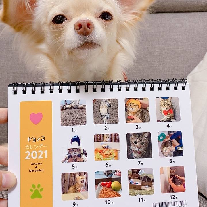 Ef4f03d2 8793 4cf7 a699 5e9036c3b3f7 1607855778128