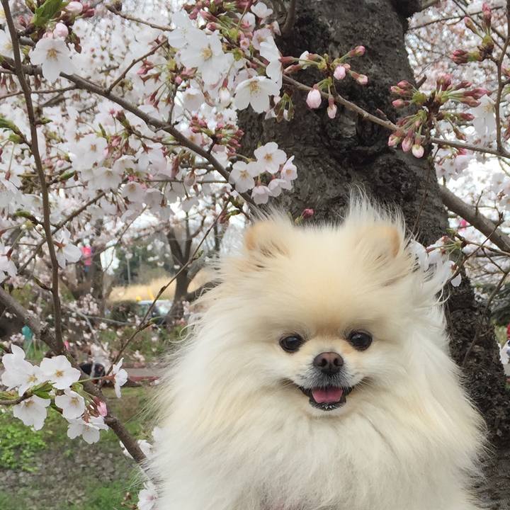 Ef557e4d cbd1 48e2 ba62 5ab9fe3ef594 1554097579646