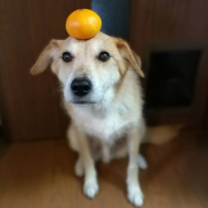 Ef55fab6 075c 46a3 a80a 69580b7a8233 1510373427394