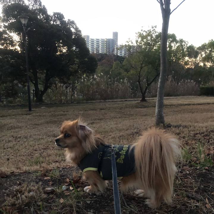 Ef57c559 847b 4421 82df fa0f8ad92945 1544654419179