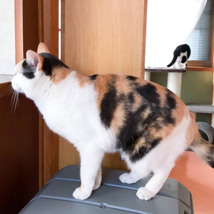 Ef5a618a 8a71 4b20 8ee1 7f79f9b14527 1526005056944