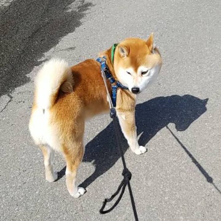 Ef5a6bf8 1f73 4a09 8a23 6deaf1cc6e10 1553141294101