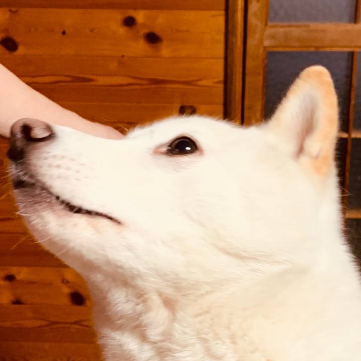 Ef5b1c36 1a20 40f0 8257 b258dbb994ca 1574999069952