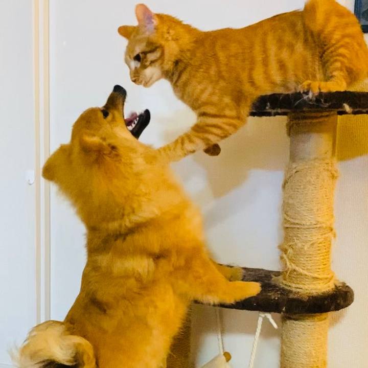 Ef5c86b2 aee6 45c8 97a2 0e89ac8cffb9 1583913822913