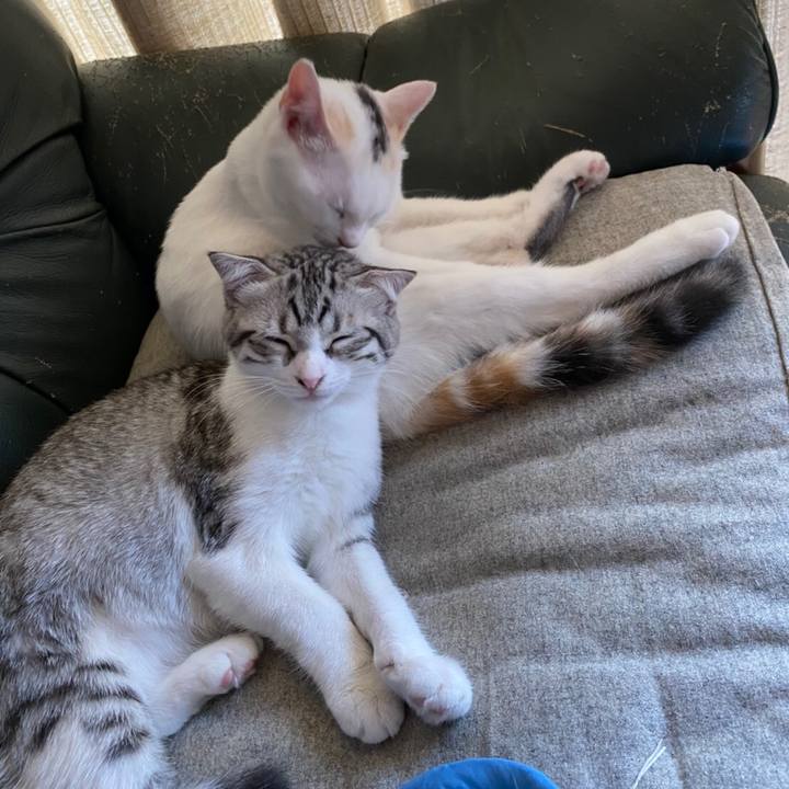 Ef6868a0 5fc4 4d99 91b4 8da809e9859e 1597789532861