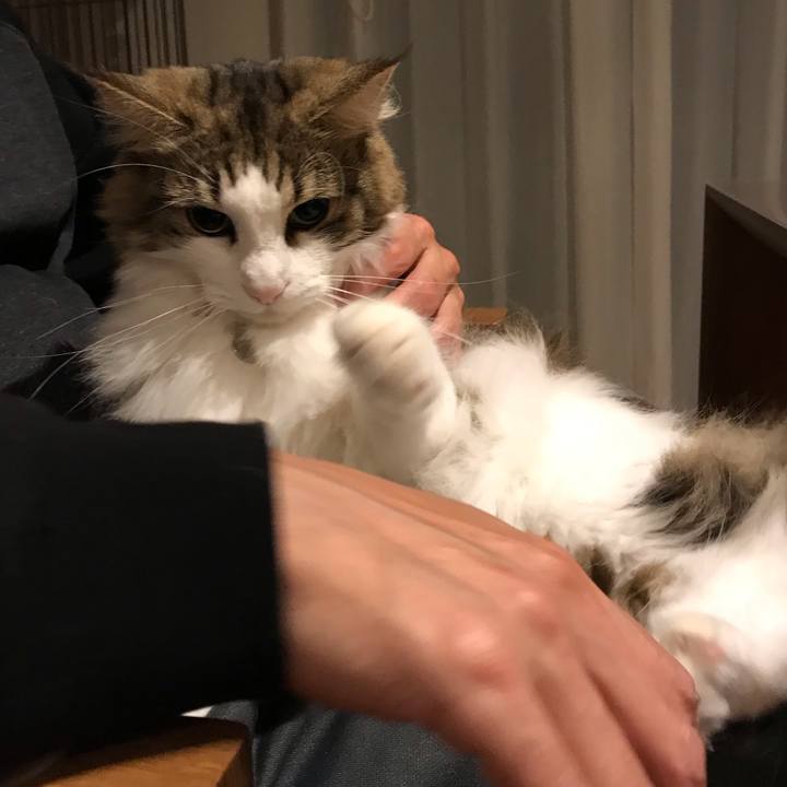 Ef6c83b0 ff87 4e62 9bc5 ac5528798ac7 1541597257418