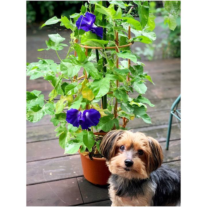 Ef6d64b9 7338 4ef2 81f3 a0bbe86a683f 1595369081626