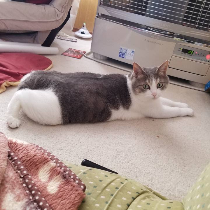 Ef6e446e 879a 49fe bfe7 c2ab8cd0eeef 1586697665299