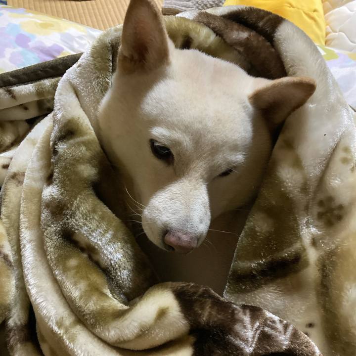 Ef6e7fc6 983a 413f 893a 5a317d29a2f8 1640872663471