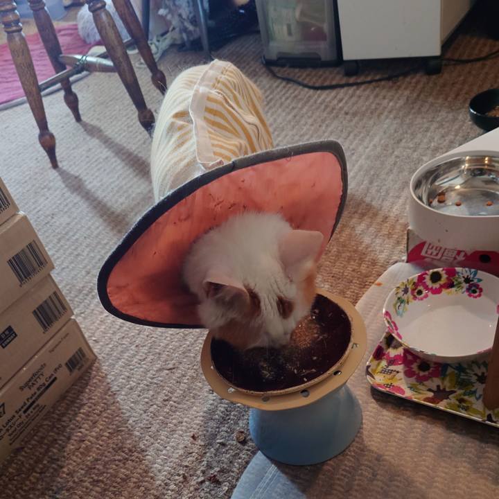 Ef6fc449 76ab 4196 af79 229b34601983 1761866421335